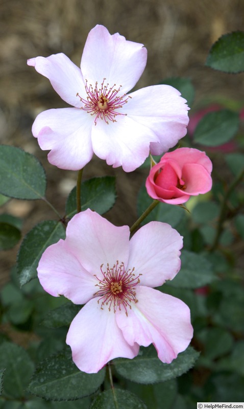'Little Bess' rose photo
