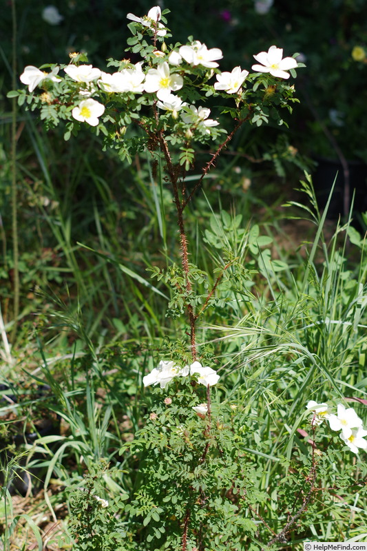 'Gizi's Rose' rose photo