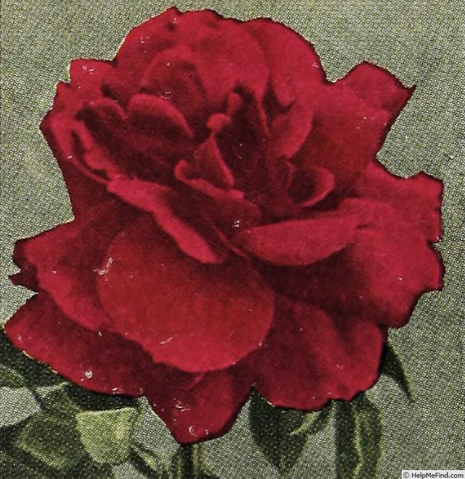 'Alexander Emslie' rose photo