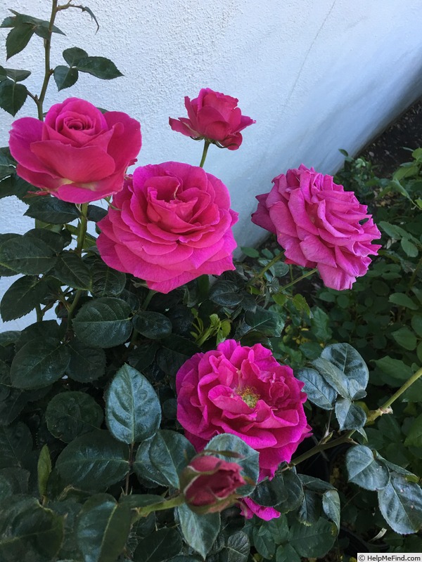 'Flying Kiss ™' rose photo