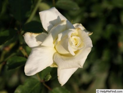 'Sodori-Hime' rose photo