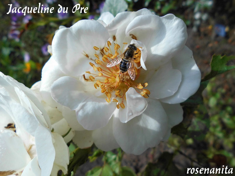'Jacqueline du Pré (shrub, Harkness before 1986)' rose photo