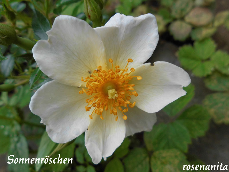 'Sonnenröschen ® (miniature, Kordes,1996/2003)' rose photo