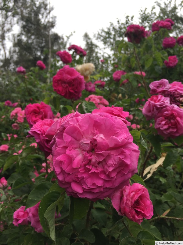 'Ardoisée de Lyon' rose photo