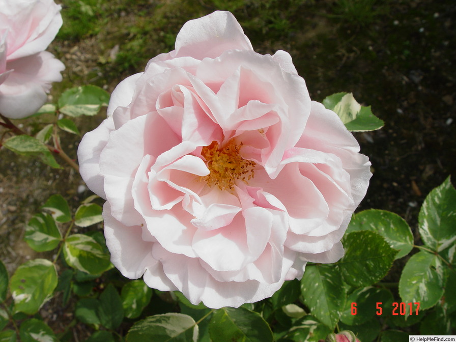 'Verschuren' rose photo