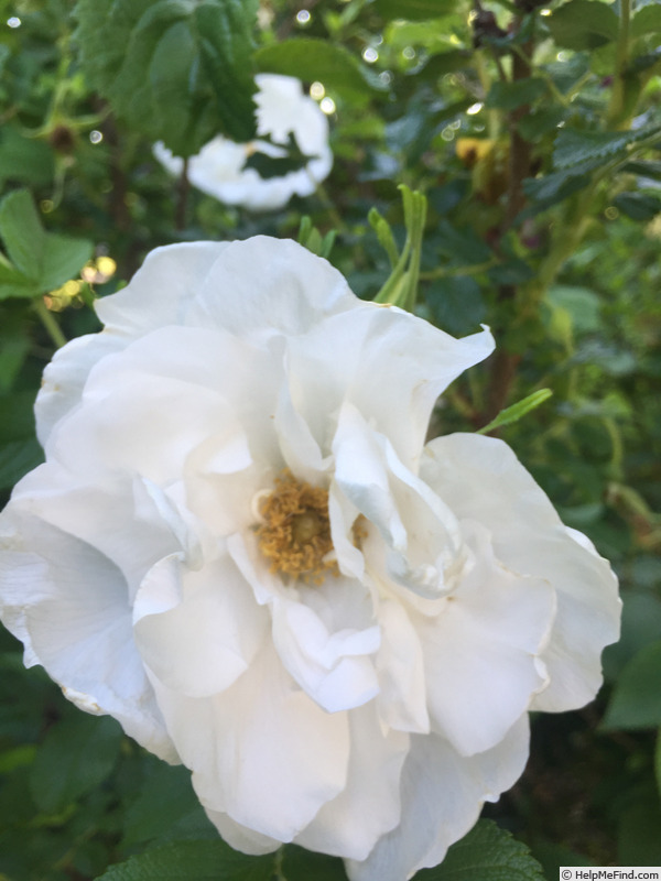 '<i>Rosa rugosa</i> 'Blanc Double de Coubert'' rose photo