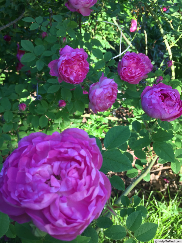 'Shailer's Provence' rose photo