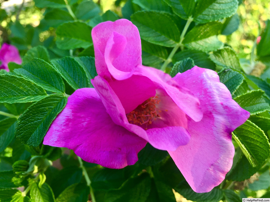 '<i>Rosa Rugosa</i> 'Rubra'' rose photo