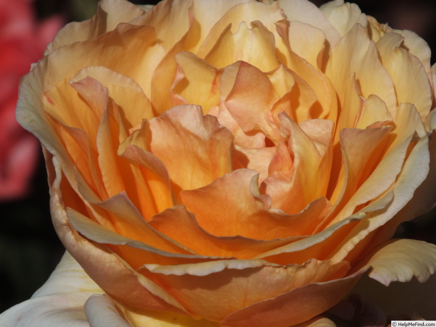 'Fred Howard' rose photo