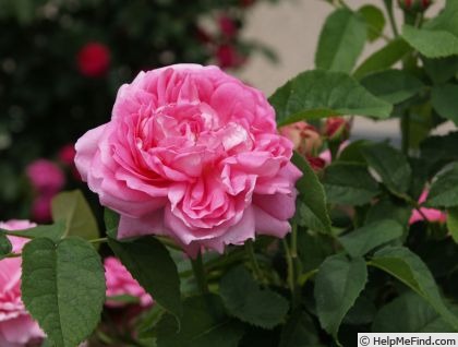 'Comte de Mortemart' rose photo