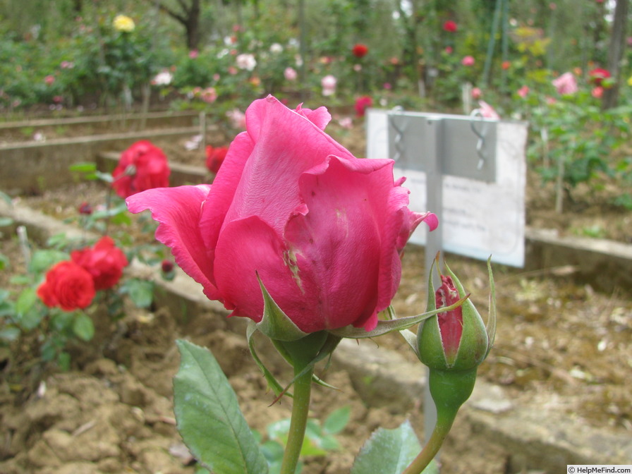 'Ricordo di Giovanni Spotti' rose photo