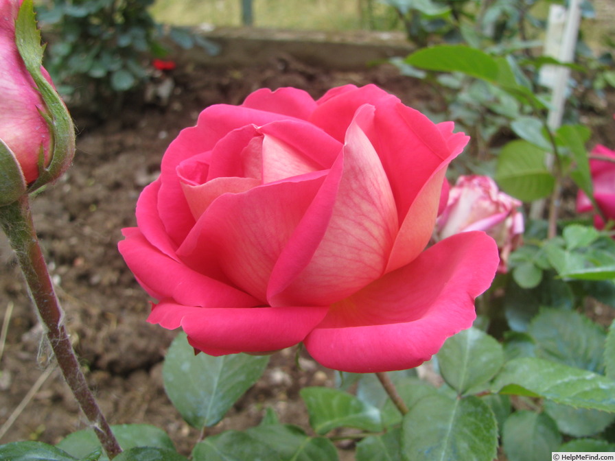 'Acqua Cheta' rose photo