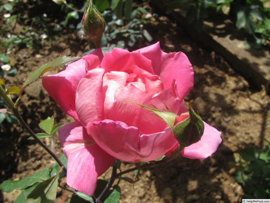 'General Smuts' rose photo