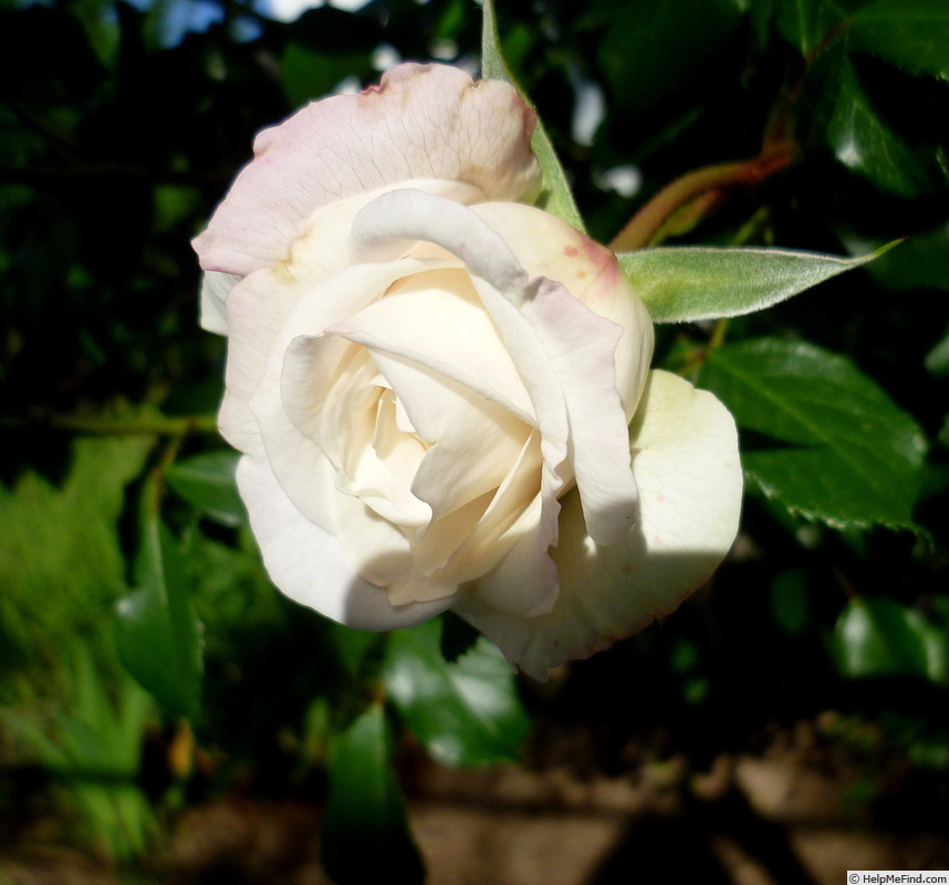 'Alaska ® (climber, Kordes, 2005/14)' rose photo