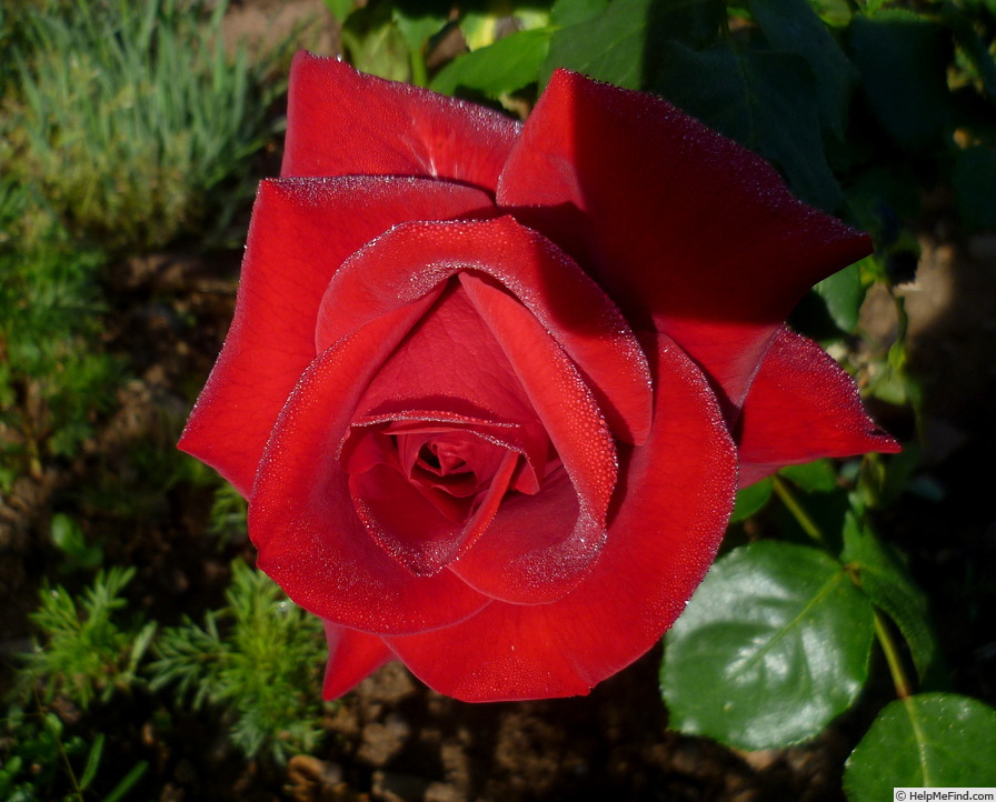 'Sandro Pertini' rose photo