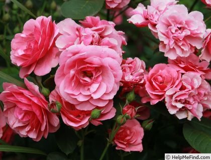 'Weihenstephan' rose photo