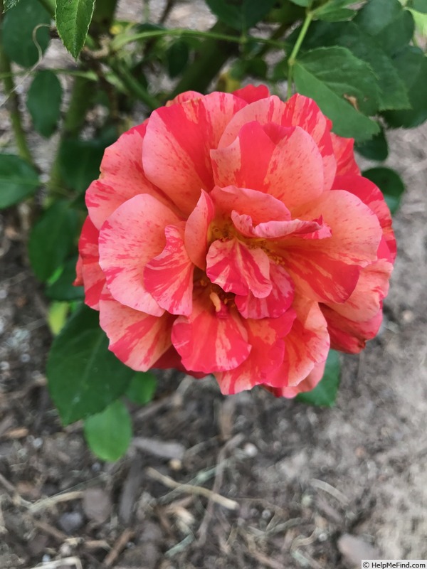 'Frida Kahlo ™' rose photo