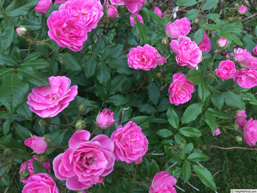 'Gartendirektor Otto Linne' rose photo