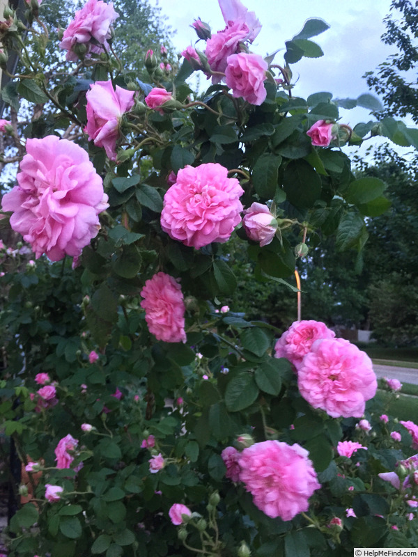 'Ispahan (damask, Unknown, before 1827)' rose photo