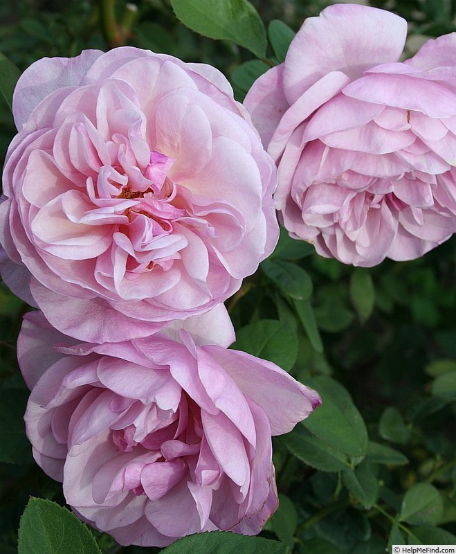 'Spring Picnic' rose photo