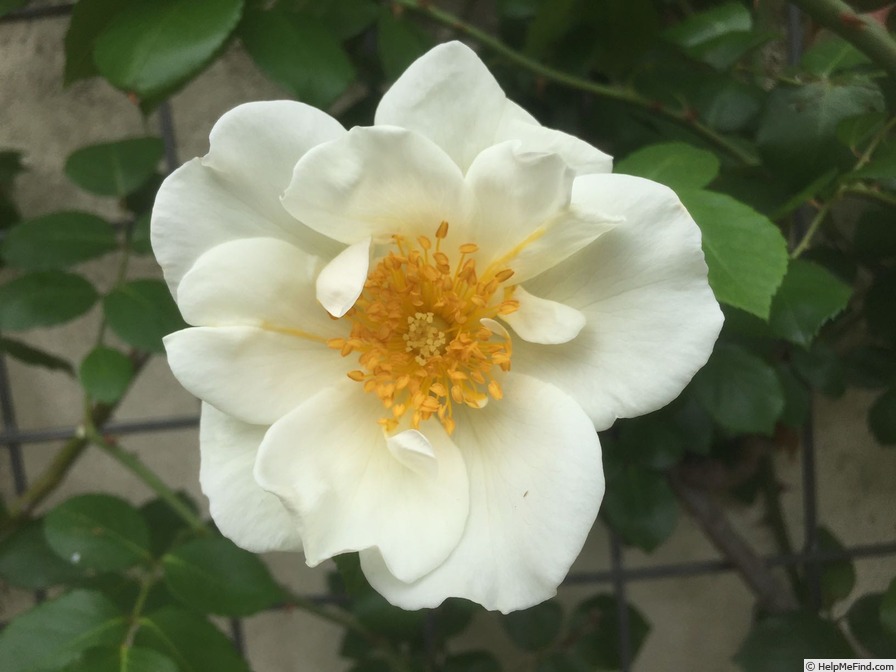 'Silver Moon' rose photo