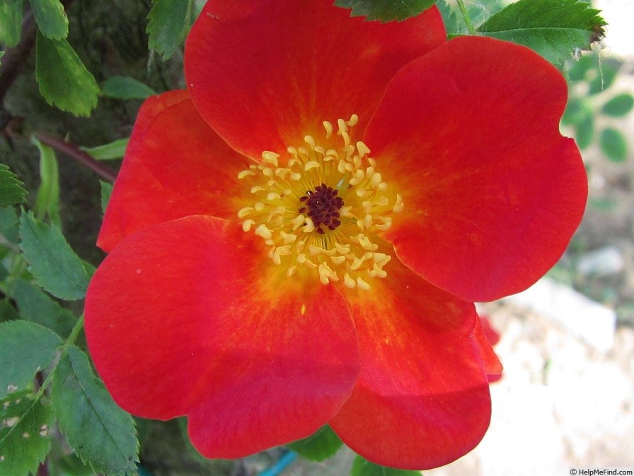 'R. foetida bicolor' rose photo