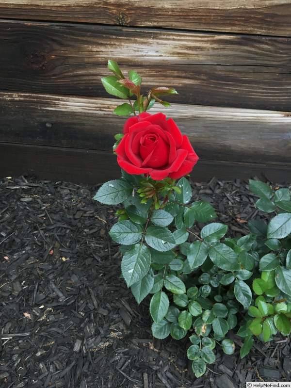'Desmond Tutu (shrub, Kordes 2000)' rose photo