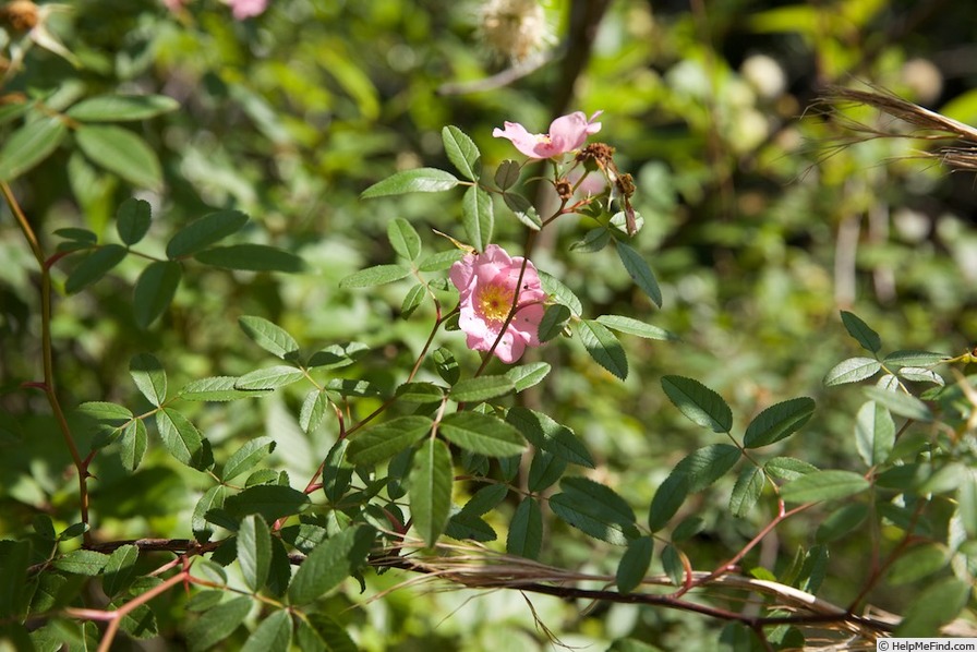 'R. palustris' rose photo