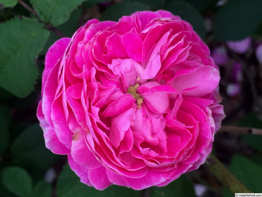 'Duc de Guiche' rose photo