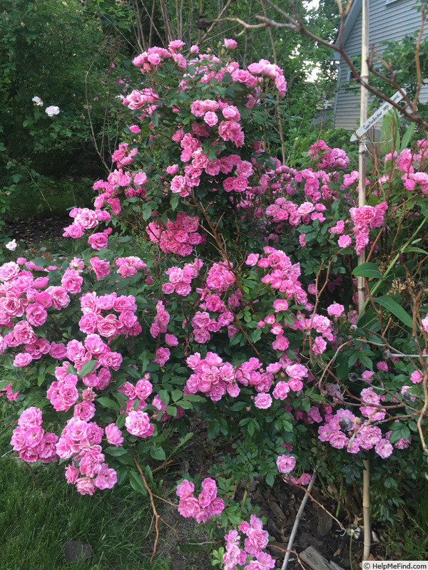 'Gartendirektor Otto Linne' rose photo