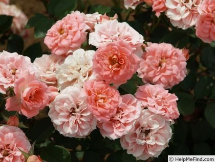 'Pink Meillandina ®' rose photo