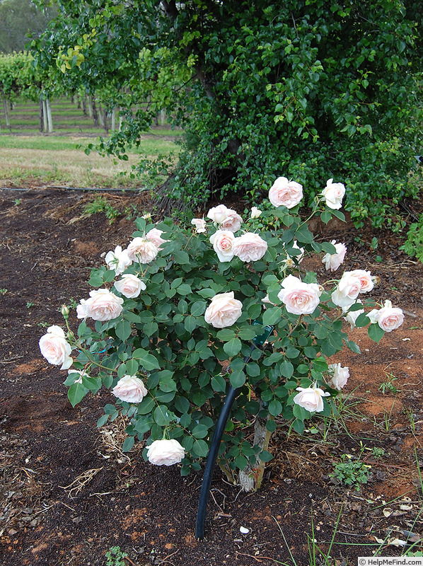 'Antoine Rivoire (hybrid tea, Pernet-Ducher, 1895)' rose photo