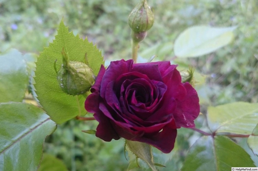 'Katie's Rose (floribunda, Horner, 2012)' rose photo