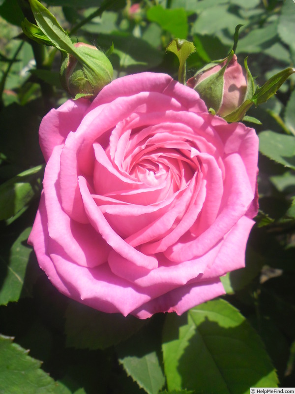 'Madame Joseph Bonnaire' rose photo