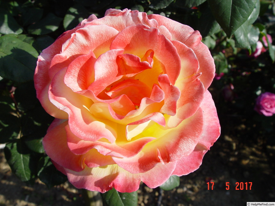 'Emeraude d'Or' rose photo
