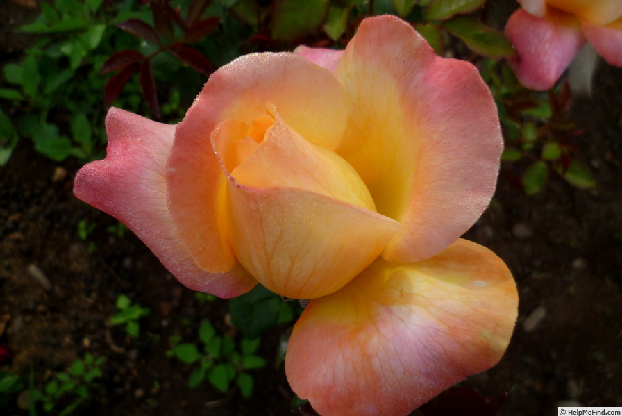 'Speelwark ™' rose photo