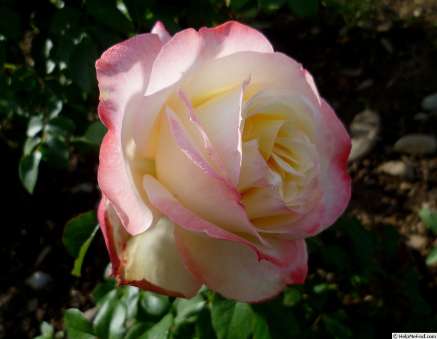 'Athena ® (hybrid tea, Kordes, 2002)' rose photo