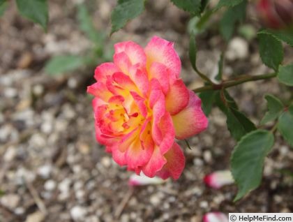 'Sassy Lassy' rose photo