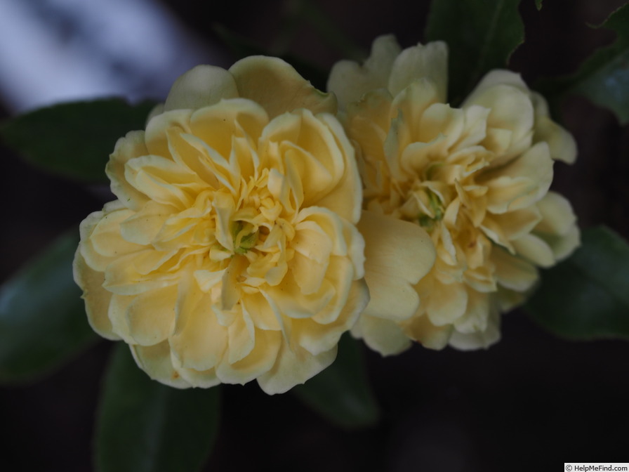 'R. banksiae lutea' rose photo