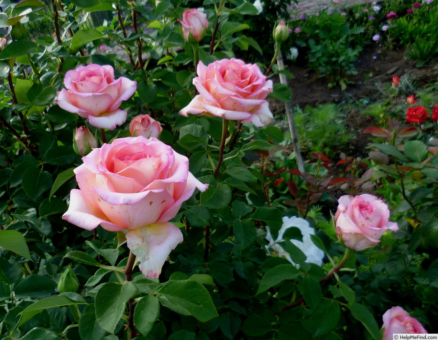 'Fantasia Mondiale ® (hybrid tea, Kordes 2006)' rose photo