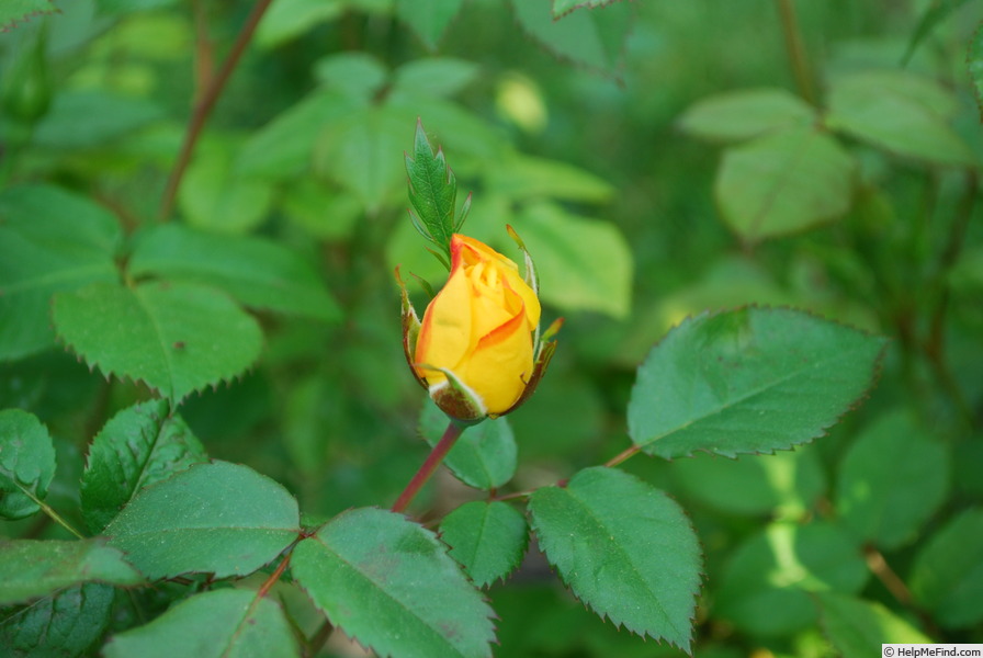 'The Magician' rose photo