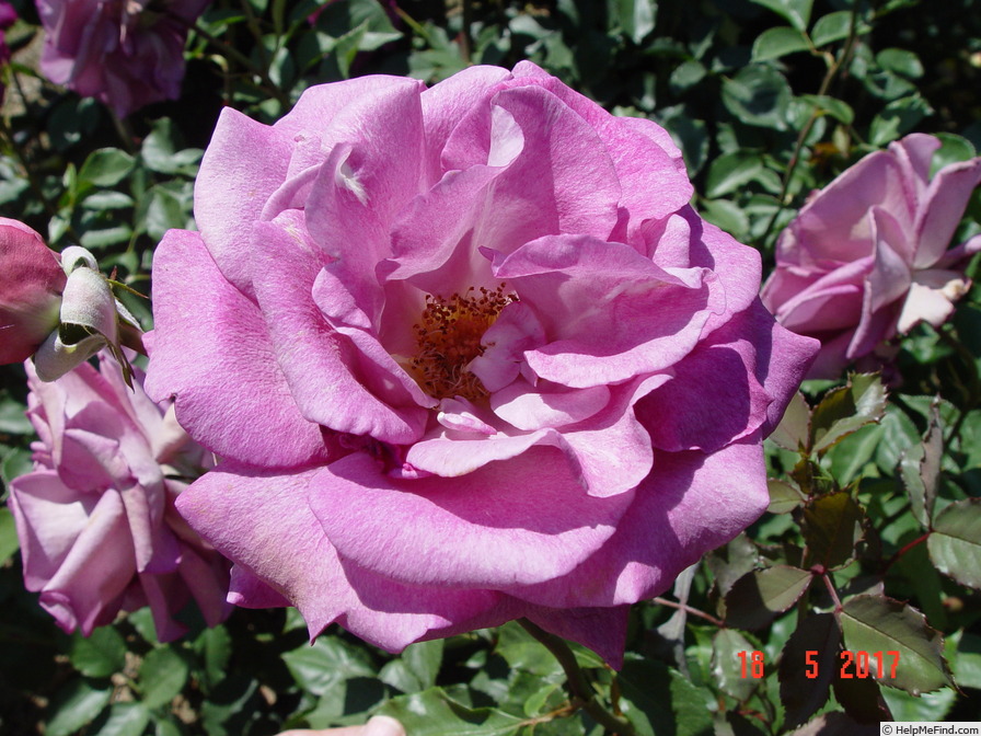 'Violette Parfumée ®' rose photo