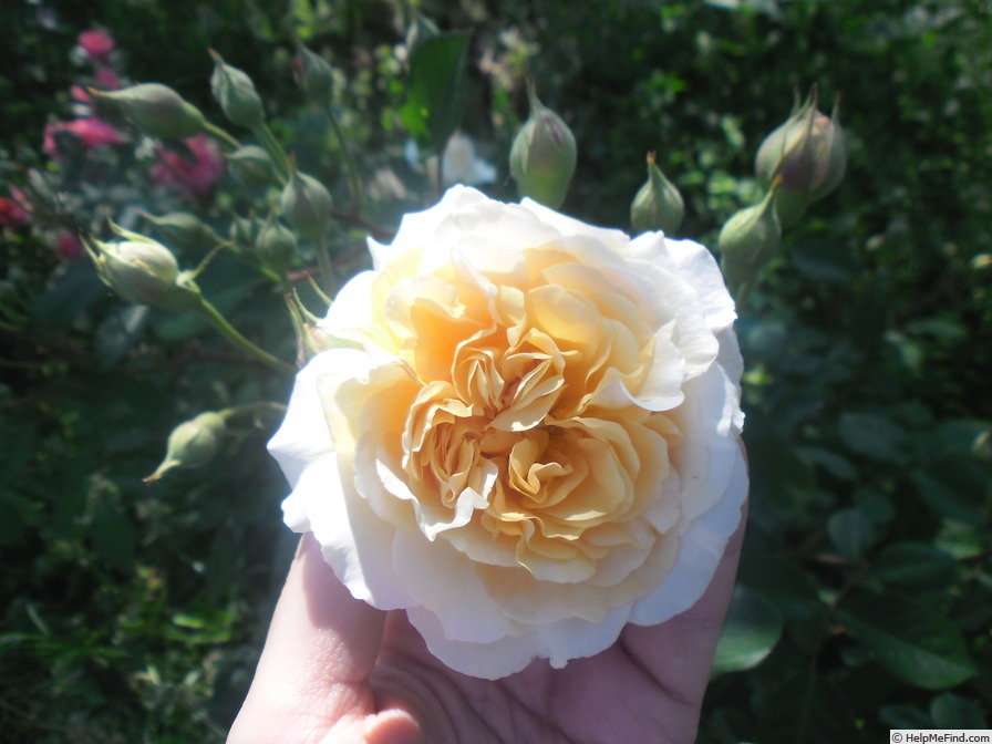 'Buff Beauty (Hybrid Musk, Bentall, 1939)' rose photo