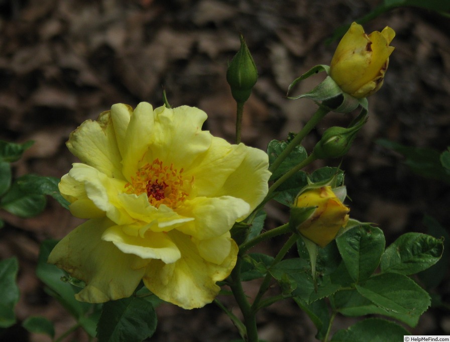 'Lemon Meringue ™ (shrub, Radler, 2003)' rose photo