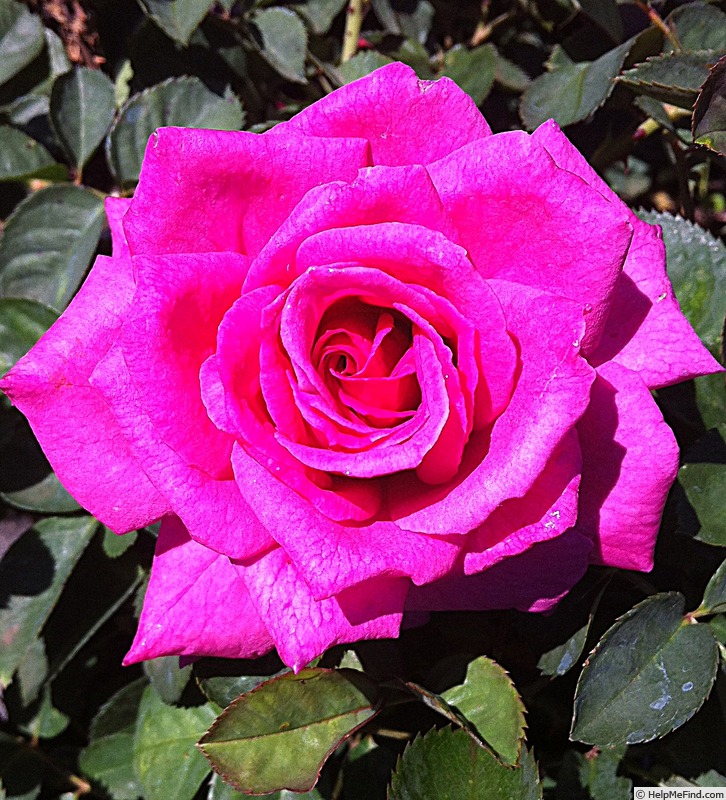 'Brindabella Grace' rose photo