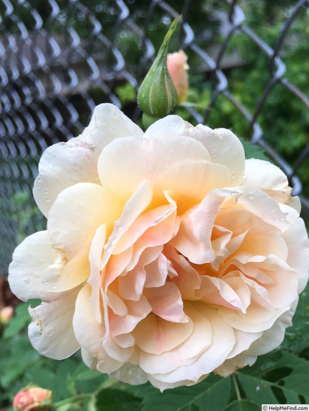 'EGS1' rose photo