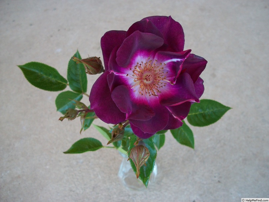 'Lady Campbell (Climbing Mini-Flora, Burns 2016)' rose photo