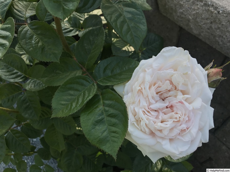 'Madame Anisette ®' rose photo