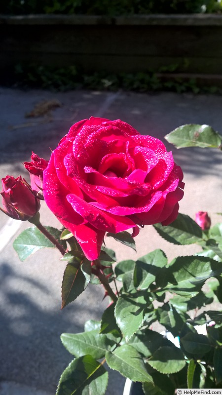 'Take It Easy™' rose photo