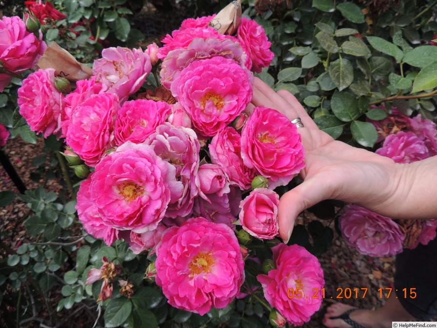 'F-13-622' rose photo